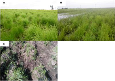 Effect of Wetland Restoration and Degradation on Nutrient Trade-Off of Carex schmidtii